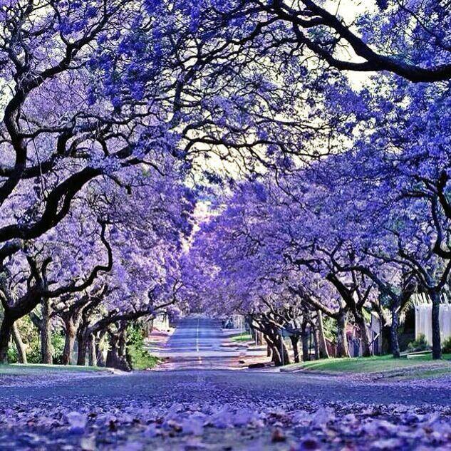 violet tree jacaranda violet tree jacaranda